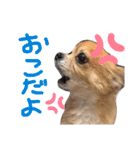 サスケとまりも！（個別スタンプ：23）