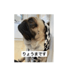 パグキングりょうま（個別スタンプ：4）