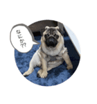 愛犬第一弾（個別スタンプ：1）