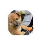 愛犬第一弾（個別スタンプ：2）