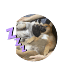 愛犬第一弾（個別スタンプ：3）