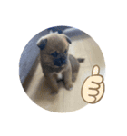 愛犬第一弾（個別スタンプ：4）