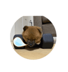 愛犬第一弾（個別スタンプ：5）