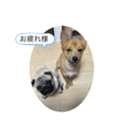 愛犬第一弾（個別スタンプ：7）