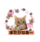 トム、レオ、クロちゃん日常スタンプ（個別スタンプ：8）