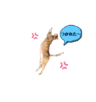 トム、レオ、クロちゃん日常スタンプ（個別スタンプ：14）