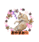 トム、レオ、クロちゃん日常スタンプ（個別スタンプ：16）