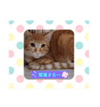 はじめまして むぎたんです（個別スタンプ：21）