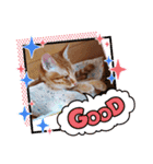 はじめまして むぎたんです（個別スタンプ：27）