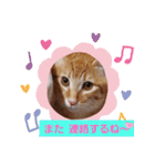 はじめまして むぎたんです（個別スタンプ：37）