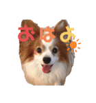 パピヨン犬テリーの日常②（個別スタンプ：1）