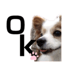 パピヨン犬テリーの日常②（個別スタンプ：3）