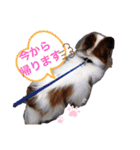 パピヨン犬テリーの日常②（個別スタンプ：4）