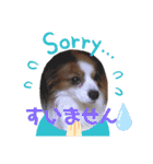 パピヨン犬テリーの日常②（個別スタンプ：5）
