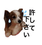 パピヨン犬テリーの日常②（個別スタンプ：7）