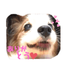 パピヨン犬テリーの日常②（個別スタンプ：8）