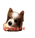 パピヨン犬テリーの日常②（個別スタンプ：9）