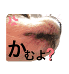 パピヨン犬テリーの日常②（個別スタンプ：10）