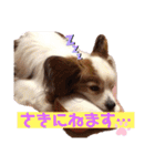 パピヨン犬テリーの日常②（個別スタンプ：11）
