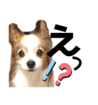 パピヨン犬テリーの日常②（個別スタンプ：12）