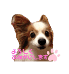 パピヨン犬テリーの日常②（個別スタンプ：13）