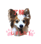 パピヨン犬テリーの日常②（個別スタンプ：14）