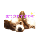パピヨン犬テリーの日常②（個別スタンプ：15）