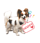 パピヨン犬テリーの日常②（個別スタンプ：16）