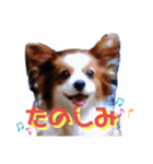 パピヨン犬テリーの日常②（個別スタンプ：17）