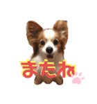 パピヨン犬テリーの日常②（個別スタンプ：18）