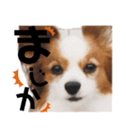 パピヨン犬テリーの日常②（個別スタンプ：19）