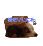 パピヨン犬テリーの日常②（個別スタンプ：21）