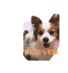 パピヨン犬テリーの日常②（個別スタンプ：22）