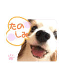 パピヨン犬テリーの日常②（個別スタンプ：23）