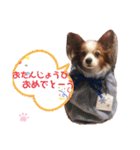 パピヨン犬テリーの日常②（個別スタンプ：24）