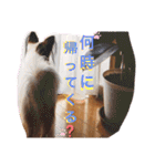 パピヨン犬テリーの日常②（個別スタンプ：25）