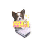 パピヨン犬テリーの日常②（個別スタンプ：26）
