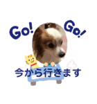 パピヨン犬テリーの日常②（個別スタンプ：27）