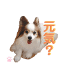 パピヨン犬テリーの日常②（個別スタンプ：28）