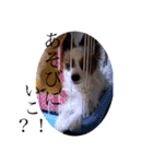 パピヨン犬テリーの日常②（個別スタンプ：29）