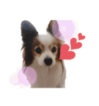 パピヨン犬テリーの日常②（個別スタンプ：30）