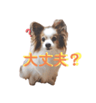パピヨン犬テリーの日常②（個別スタンプ：31）