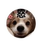 パピヨン犬テリーの日常②（個別スタンプ：32）