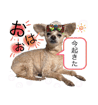 イッヌ君の日常（個別スタンプ：1）