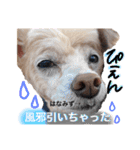 イッヌ君の日常（個別スタンプ：4）