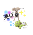 イッヌ君の日常（個別スタンプ：13）