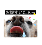 イッヌ君の日常（個別スタンプ：16）