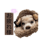 イッヌ君の日常（個別スタンプ：19）