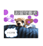 イッヌ君の日常（個別スタンプ：22）