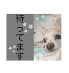 イッヌ君の日常（個別スタンプ：24）